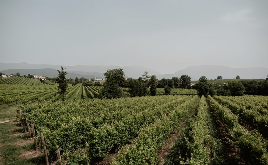 Vista panoramica sui vigenti, patrimonio enologico di Ca’ dei Falchi