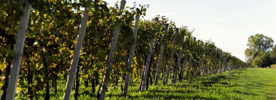 Vigneti soleggiati di Ca’ dei Falchi